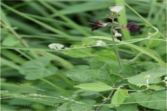 Macroptilium atropurpureum